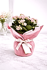 Pembe Kalanşo (Kalanchoe) Saksı Çiçeği 🌸
